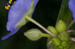 Hairyflower spiderwort